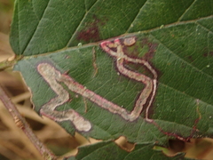 Stigmella splendidissimella