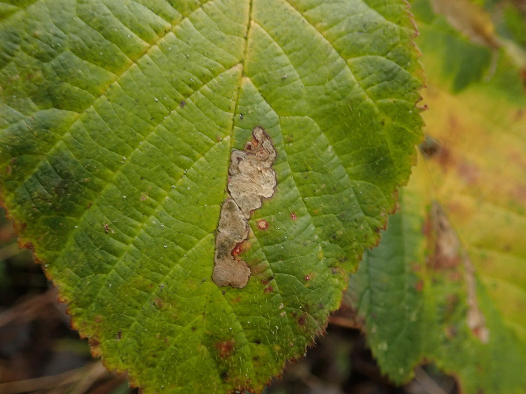 Dewberry Pigmy