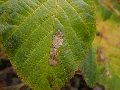 Dewberry Pigmy