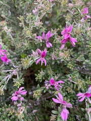 Indigofera hamulosa