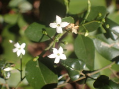 Jasminum didymum racemosum