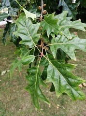 Quercus rubra
