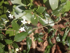 Jasminum didymum racemosum