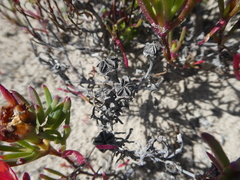 Lampranthus fergusoniae