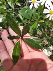 Olearia elliptica