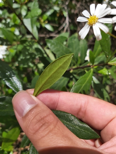 Image of Olearia elliptica by (c) Tim, some rights reserved (CC BY)