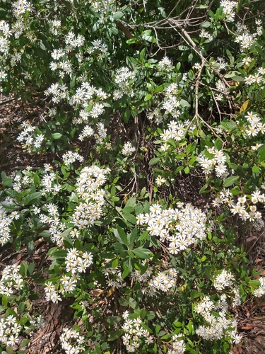 Image of Olearia elliptica by (c) Tim, some rights reserved (CC BY)