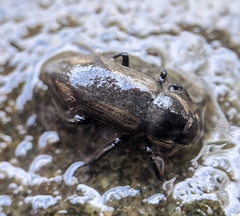 Dryopidae