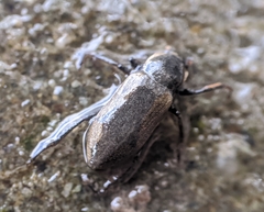 Dryopidae