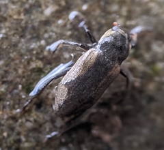 Dryopidae