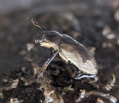 Dryopidae