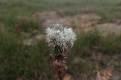 Drimia