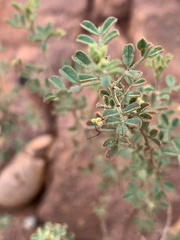 Indigofera enormis