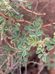 Indigofera enormis