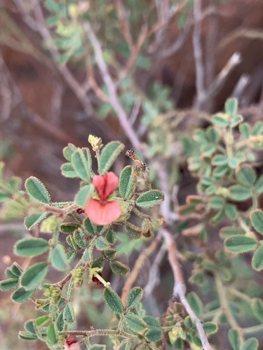 Indigofera enormis