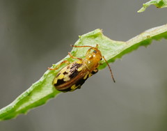 Chalcolampra pustulata