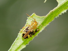 Chalcolampra pustulata