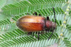 Metriolagria affinis