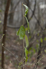 Daphne pontica