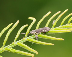 Rhinotia bimaculata