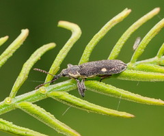 Rhinotia bimaculata