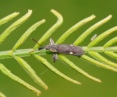 Rhinotia bimaculata