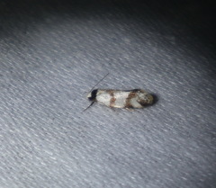 Isomoralla gephyrota