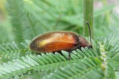 Metriolagria affinis