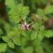 Small-leaf Bramble - Photo (c) Reiner Richter, some rights reserved (CC BY-NC-SA), uploaded by Reiner Richter