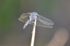 Zygonoides fuelleborni