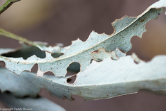 Paropsisterna m-fuscum