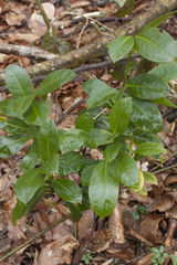 Daphne pontica