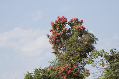 Triplaris americana