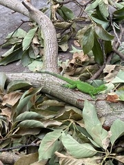 Iguana iguana