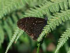 Euploea mulciber