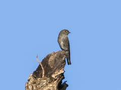 Muscicapa sibirica