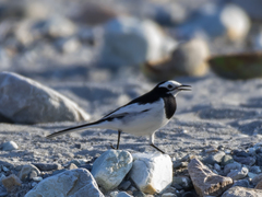 Motacilla alba alboides