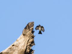 Muscicapa sibirica