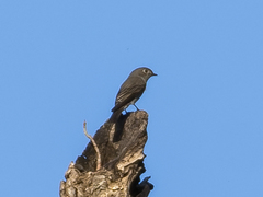 Muscicapa sibirica