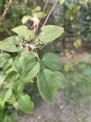 Clematis finetiana