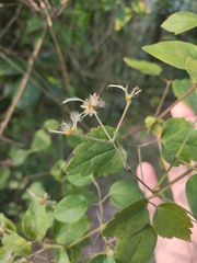 Clematis finetiana