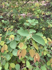 Pseudolachnostylis maprouneifolia