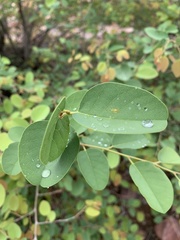 Pseudolachnostylis maprouneifolia