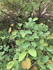 Pseudolachnostylis maprouneifolia