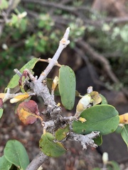 Androstachys johnsonii
