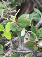 Androstachys johnsonii