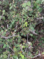 Androstachys johnsonii