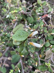 Androstachys johnsonii