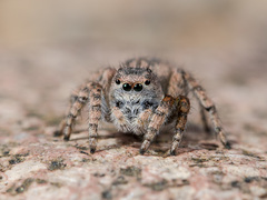 Aelurillus dubatolovi