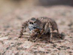 Aelurillus dubatolovi